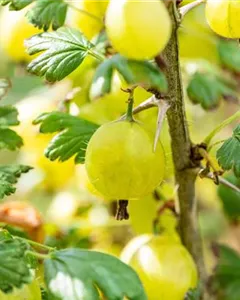 Stachelbeere 'Invicta'