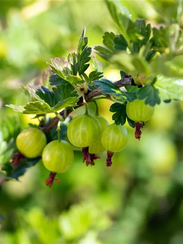 Stachelbeere 'Mucurines'