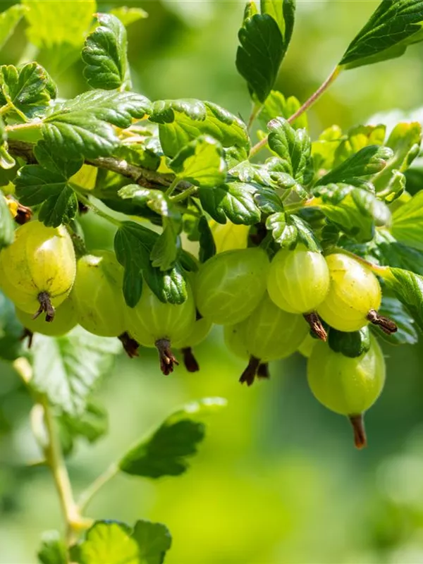 Stachelbeere 'Remarka'