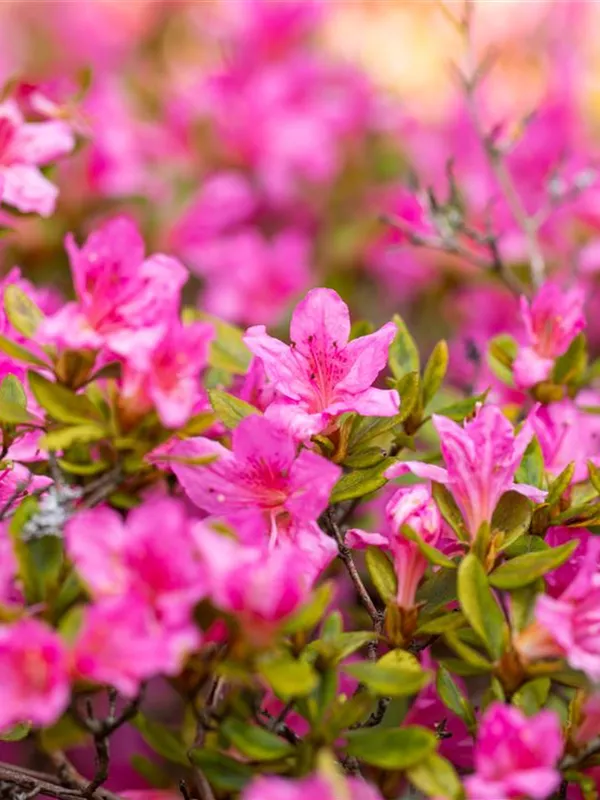 Japanische Azalee 'Petticoat'®