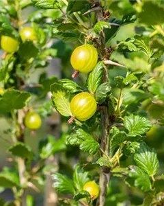 Stachelbeere 'Reverta'