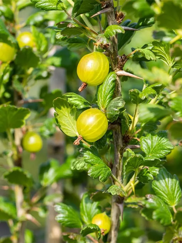 Stachelbeere 'Reverta'