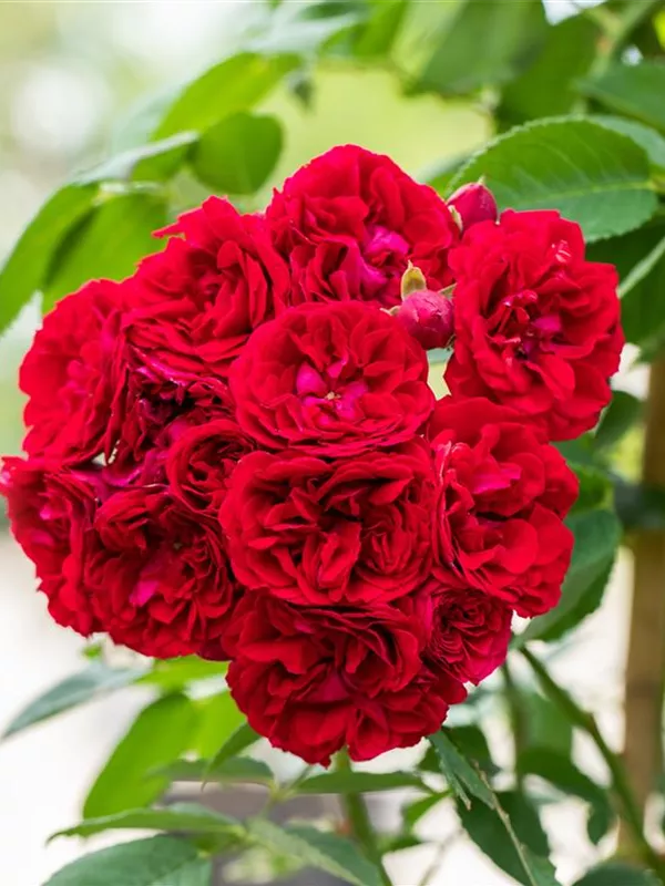 Ramblerrose 'Chevy Chase'