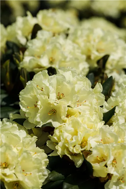 rhododendron bad zwischenahn kaufen Rhododendron yak.'Bad Zwischenahn' I (Yaku-Rhododendron 'Bad Zwischenahn')  hier günstig kaufen – Mitteldeutsche-Baumschulen main image 1