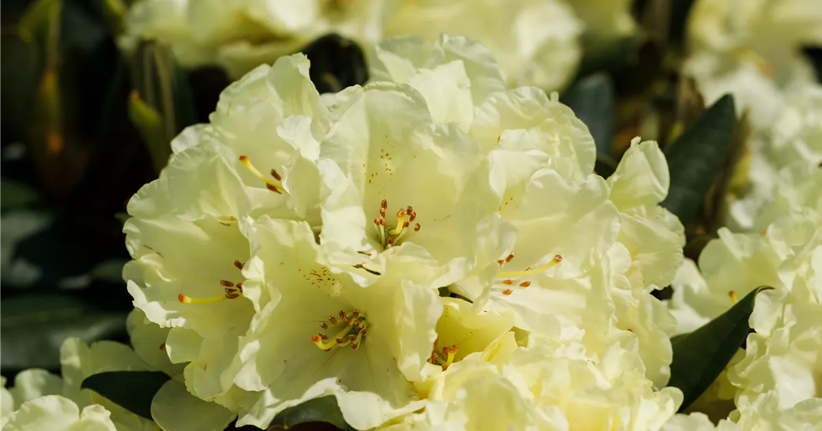 Rhododendron yakushimanum 'Goldprinz', Yaku-Rhododendron 'Goldprinz' -  Gaertnerei Boock