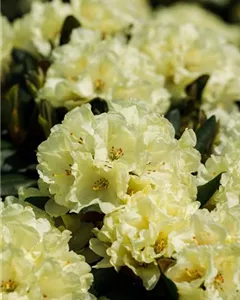 Yaku-Rhododendron 'Goldprinz'®