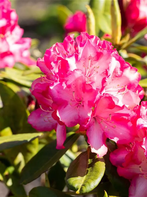 Rhododendron 'Eruption'