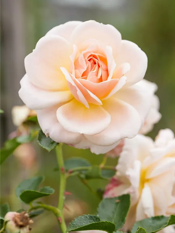 Edelrose 'Courage'®