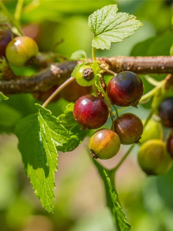 Johannisbeere 'Ben Sarek'