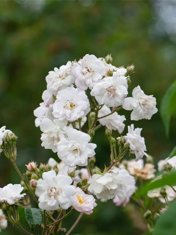 Ramblerrose 'Paul's Himalayan Musk Rambler'