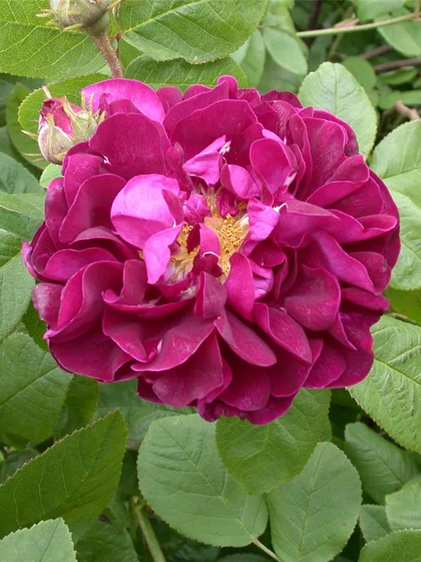 Apfelrose 'Hansa'