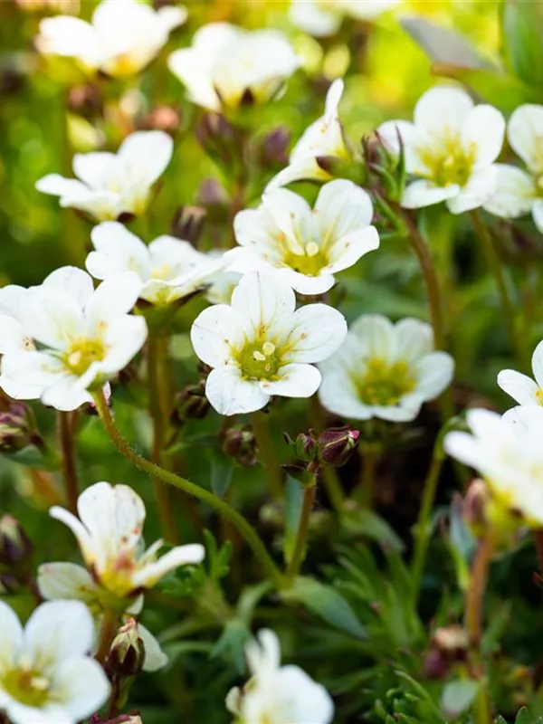 Moos-Steinbrech 'White Pixie'