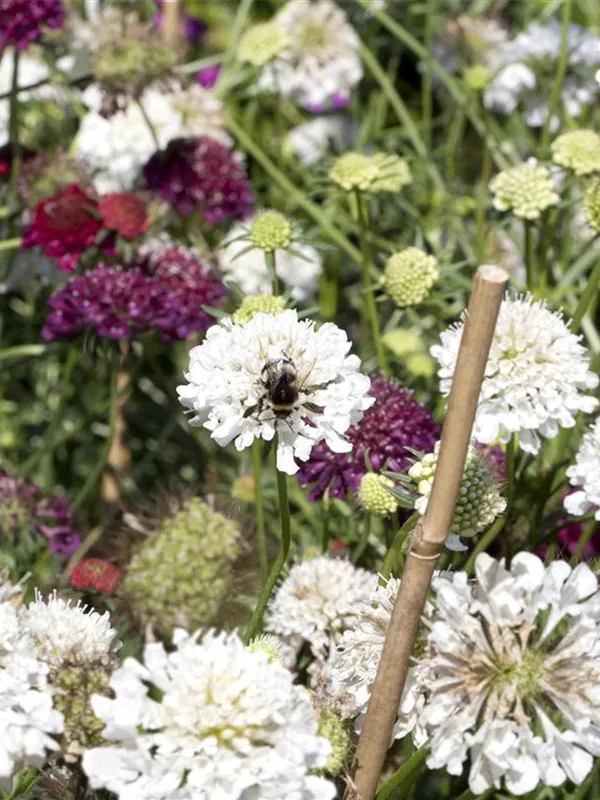 Große Skabiose 'Perfecta Alba'