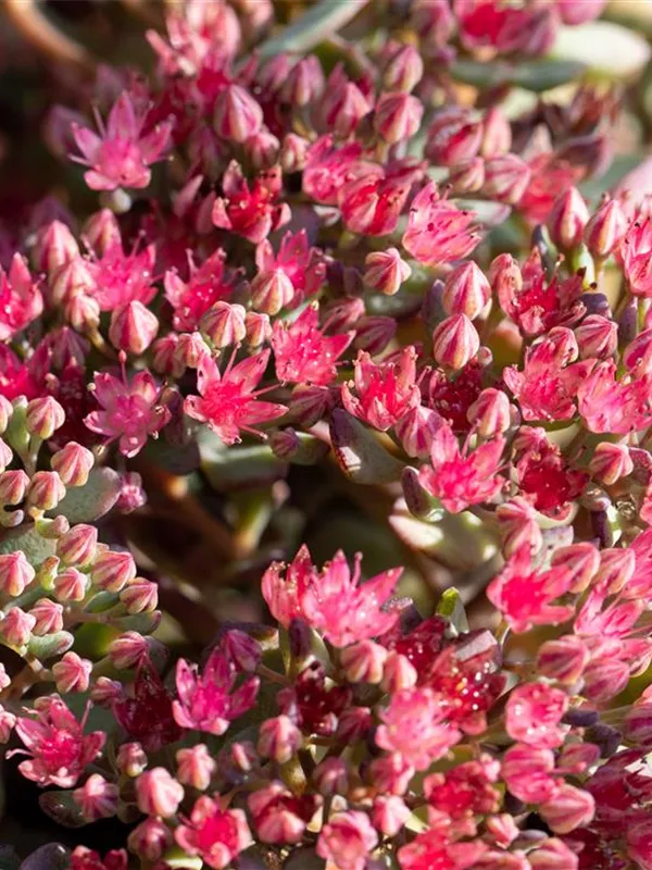 Fettblatt 'Lidakense'