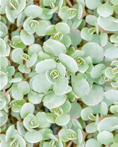 Fettblatt 'Lidakense'