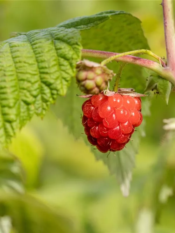 Himbeere 'ZEFA 3 Herbsternte'