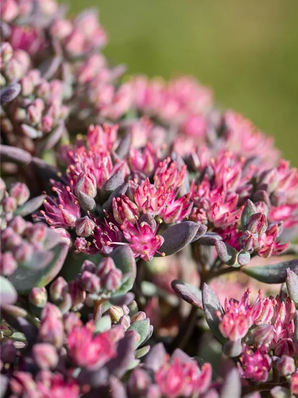 Fettblatt 'Robustum'