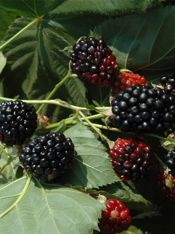 Himbeere 'Black Jewel'