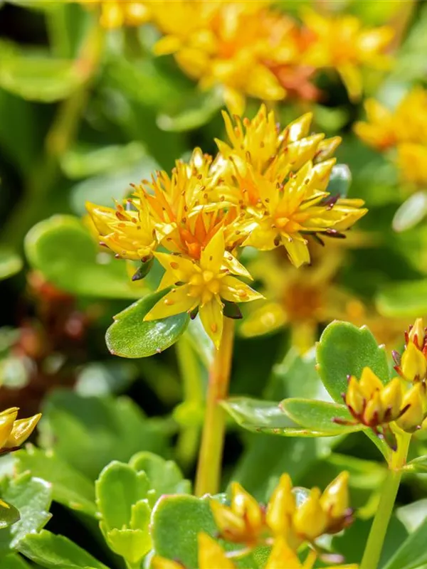 Kamtschatka-Fettblatt