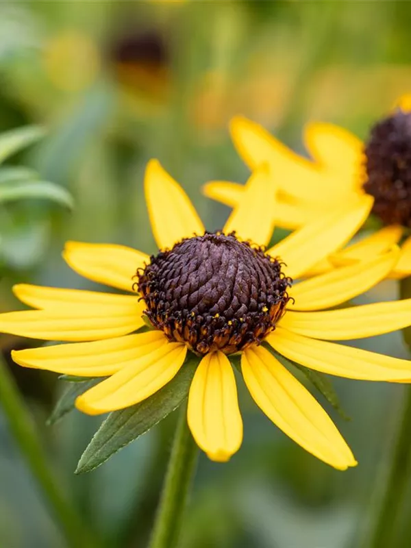 Sonnenhut 'Little Goldstar'