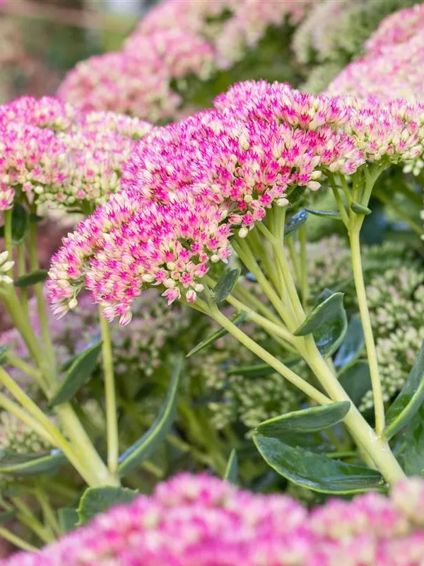 Prächtiges Fettblatt 'Brillant'