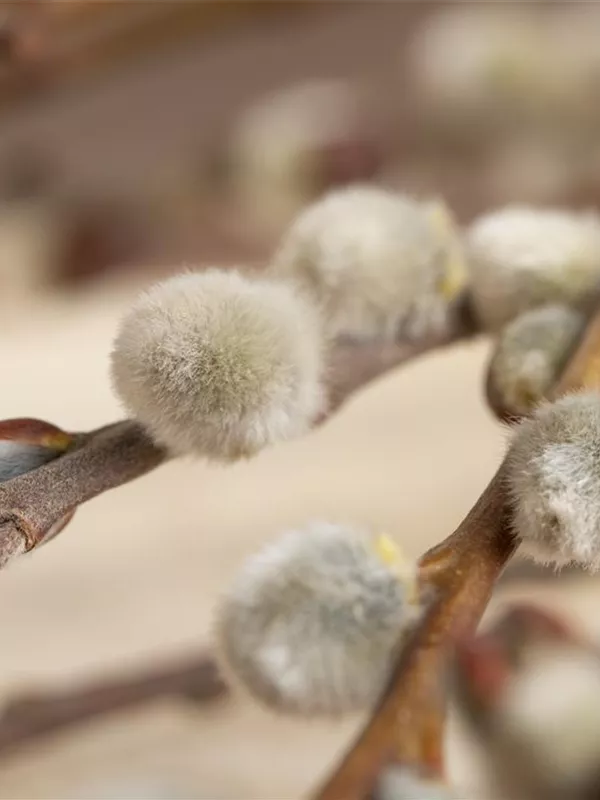 Männliche Salweide 'Mas'