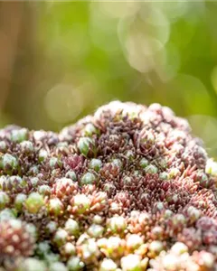 Spinnenwebige Steinrose 'Silberkarneol'