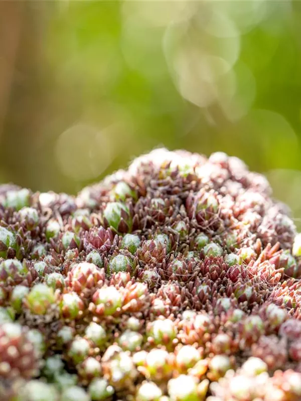 Spinnenwebige Steinrose 'Silberkarneol'