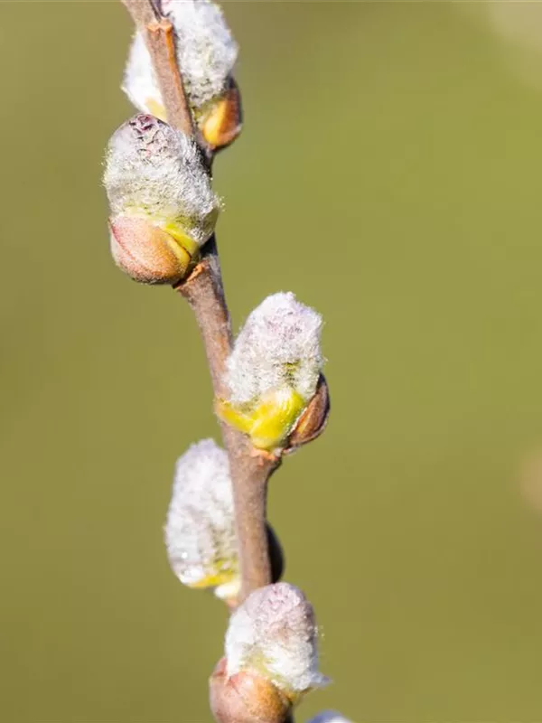 Engadin-Weide 'Wehrhahnii'