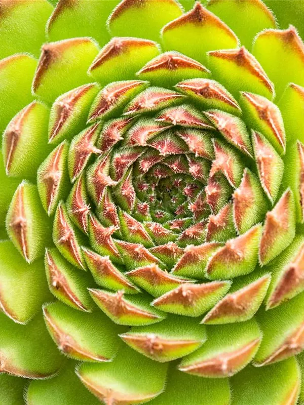 Dachwurz 'Metallicum Giganteum'