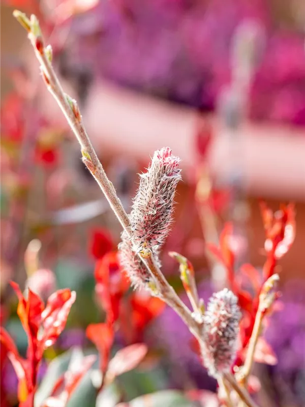 Weide 'Rotkätzchen'®