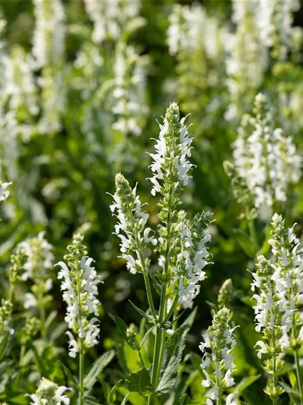 Steppen-Salbei 'Adrian'