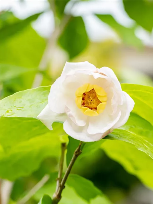 Weißblütiger Gewürzstrauch