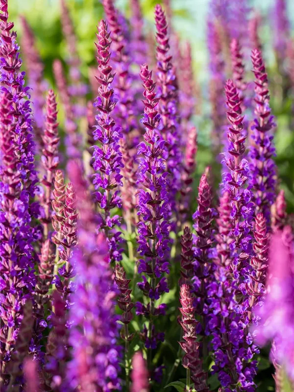 Steppen-Salbei 'Ostfriesland'