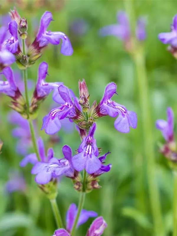 Echter Salbei 'Grete Stölzle'