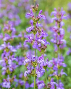 Echter Salbei 'Grete Stölzle'