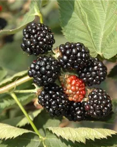 Brombeere 'Black Satin'