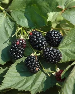 Brombeere 'Theodor Reimers'