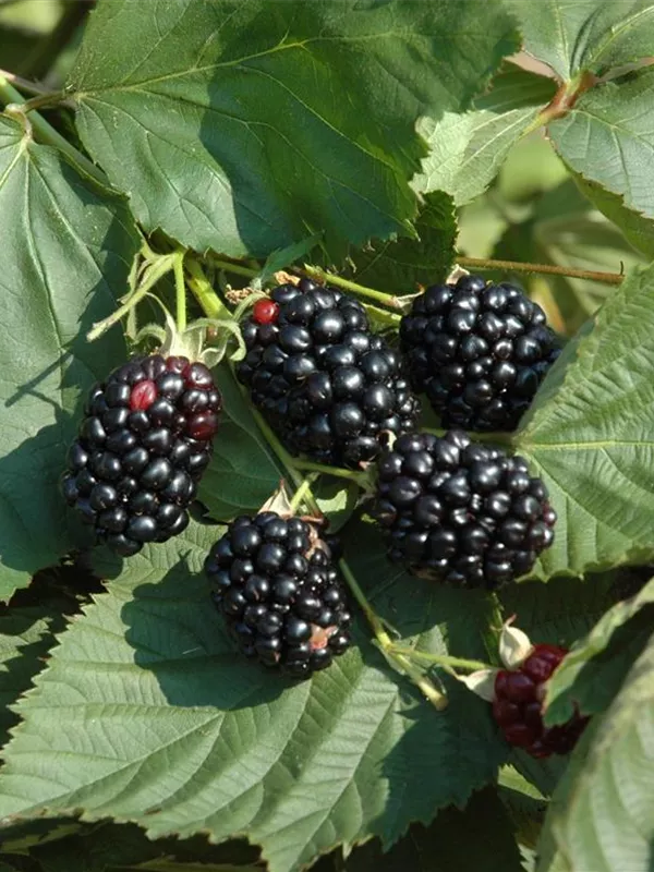 Brombeere 'Theodor Reimers'