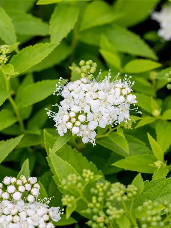 Sommerspiere 'Albiflora'