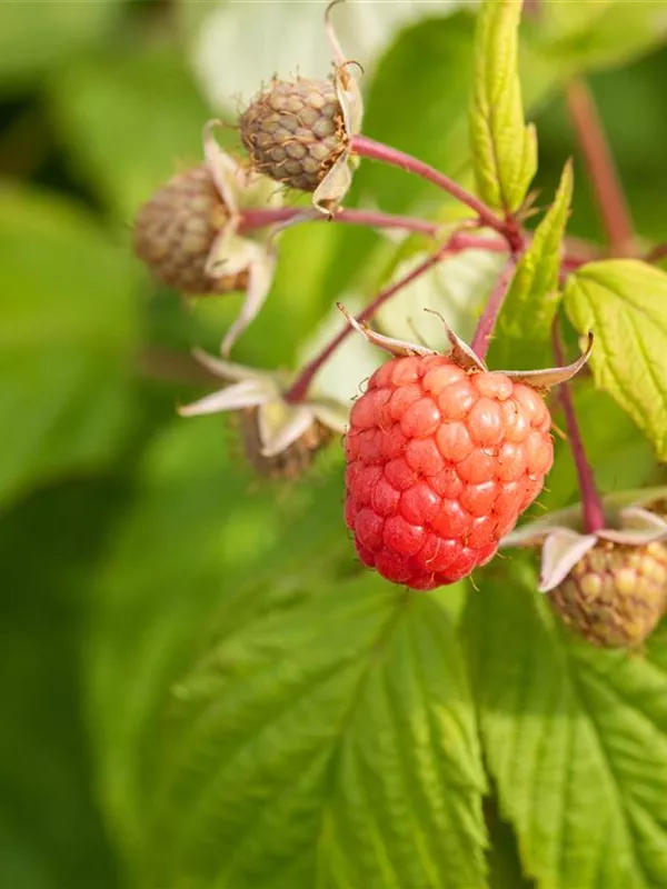 Herbst-Himbeere 'Autumn Bliss'(s)