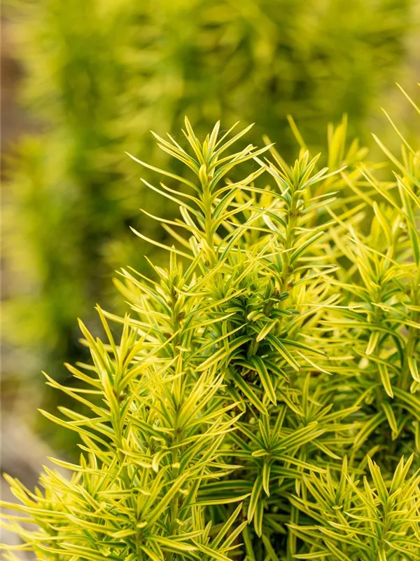 Goldene Straucheibe 'Semperaurea'