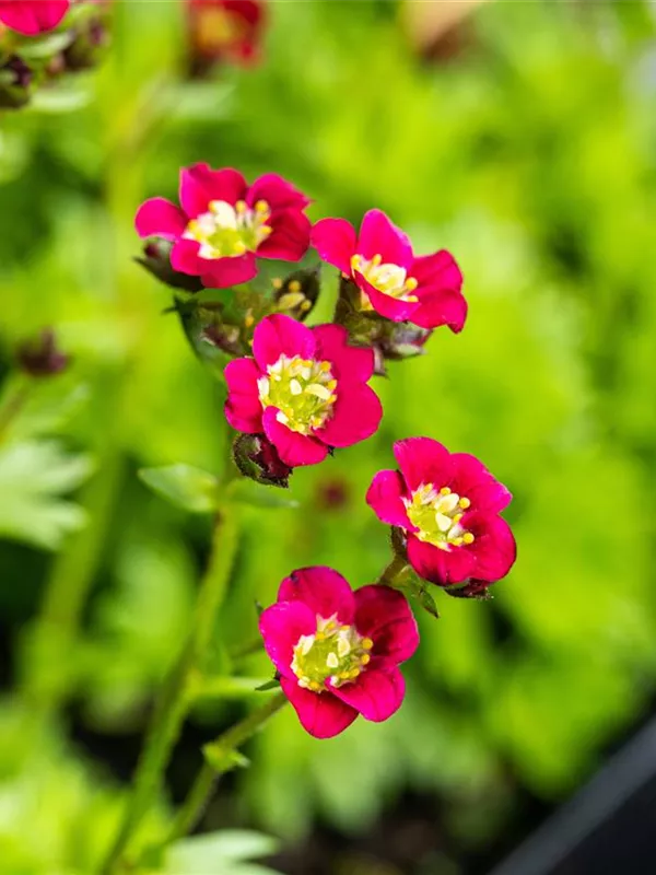 Moos-Steinbrech 'Harder Zwerg'