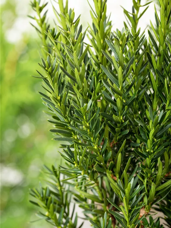 Becher-Eibe 'Groenland'