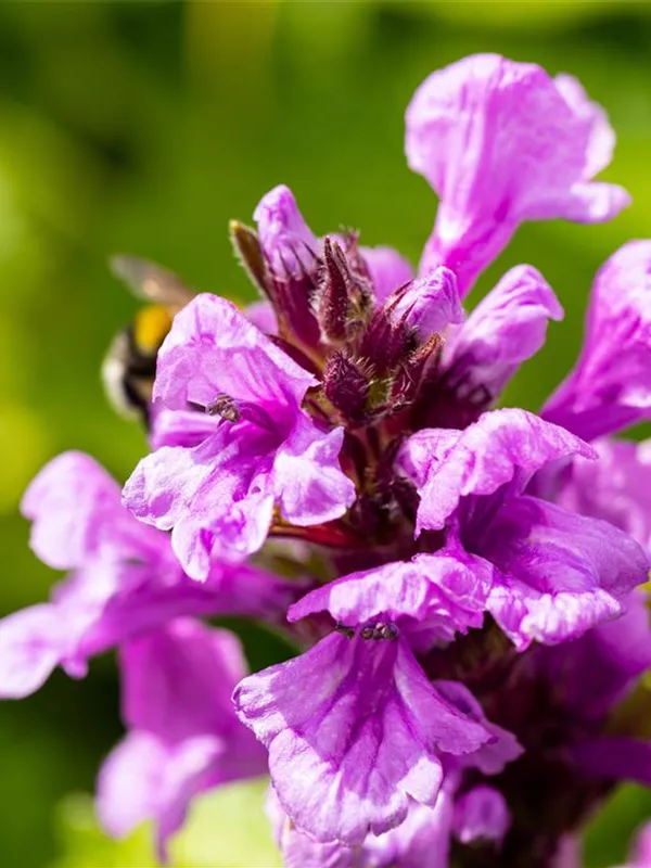 Großblütiger Ziest 'Superba'