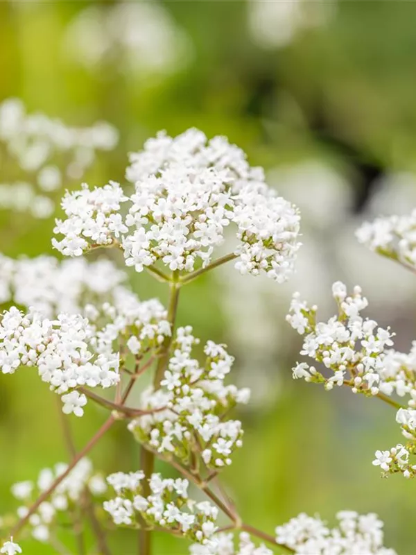 Gewöhnlicher Baldrian