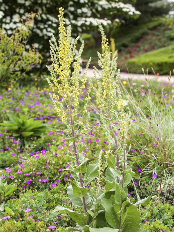 Kandelaber-Königskerze