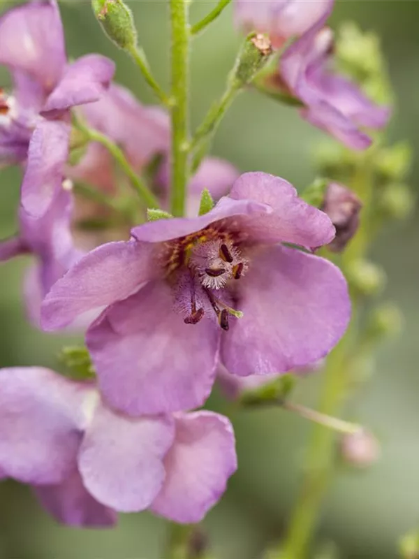 Purpurblütige Königskerze