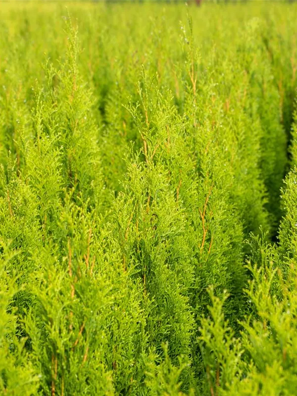 Abendländischer Lebensbaum 'Brabant'