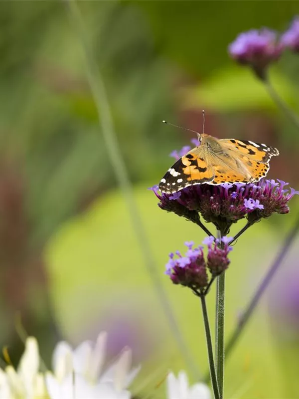 Argentinisches Eisenkraut